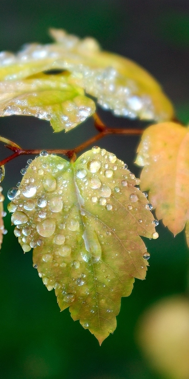 Image: Leaves, branch, drops, water