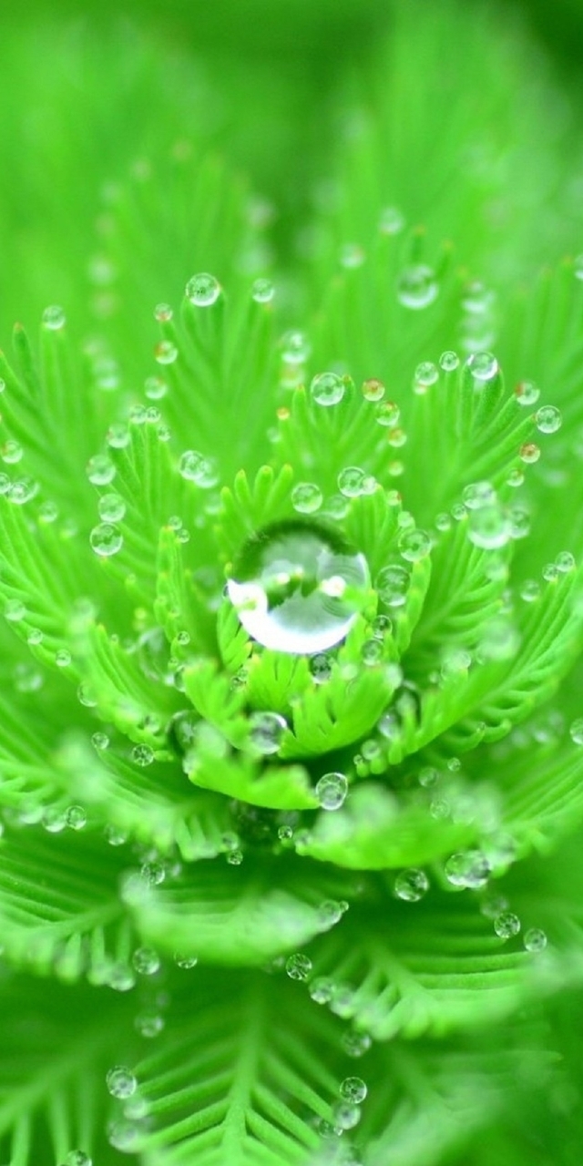 Картинка: Растение, зелёное, листочки, капли, роса, вода, форма