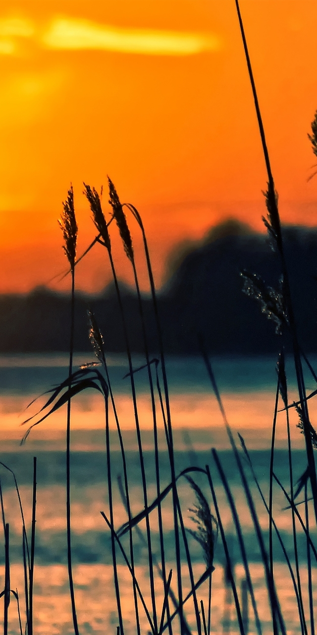 Картинка: Закат, озеро, отражение, солнце, небо, трава, растение