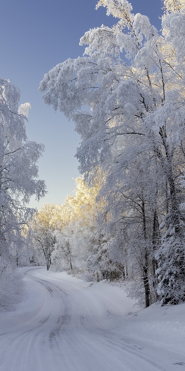Image: winter, road, forest, trees, snow, landscape
