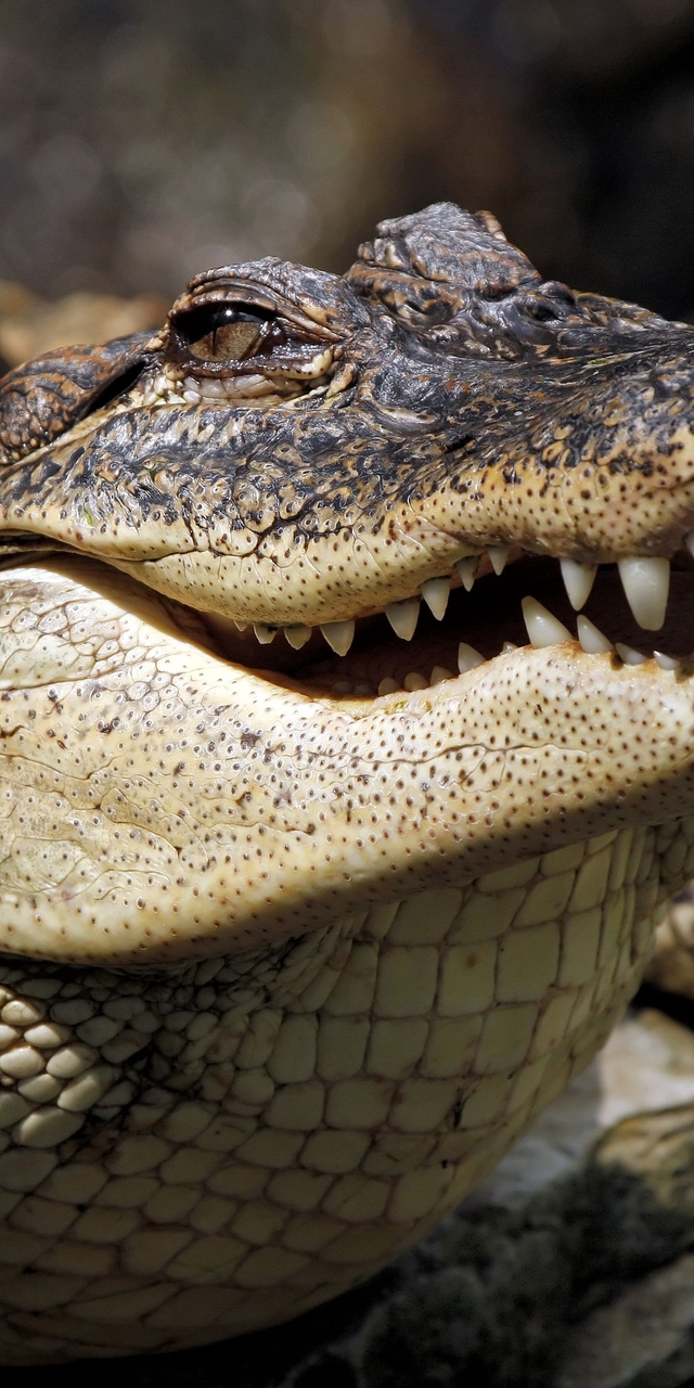 Картинка: Аллигатор, крокодил, рептилия, хищник, греется, зубы, пасть