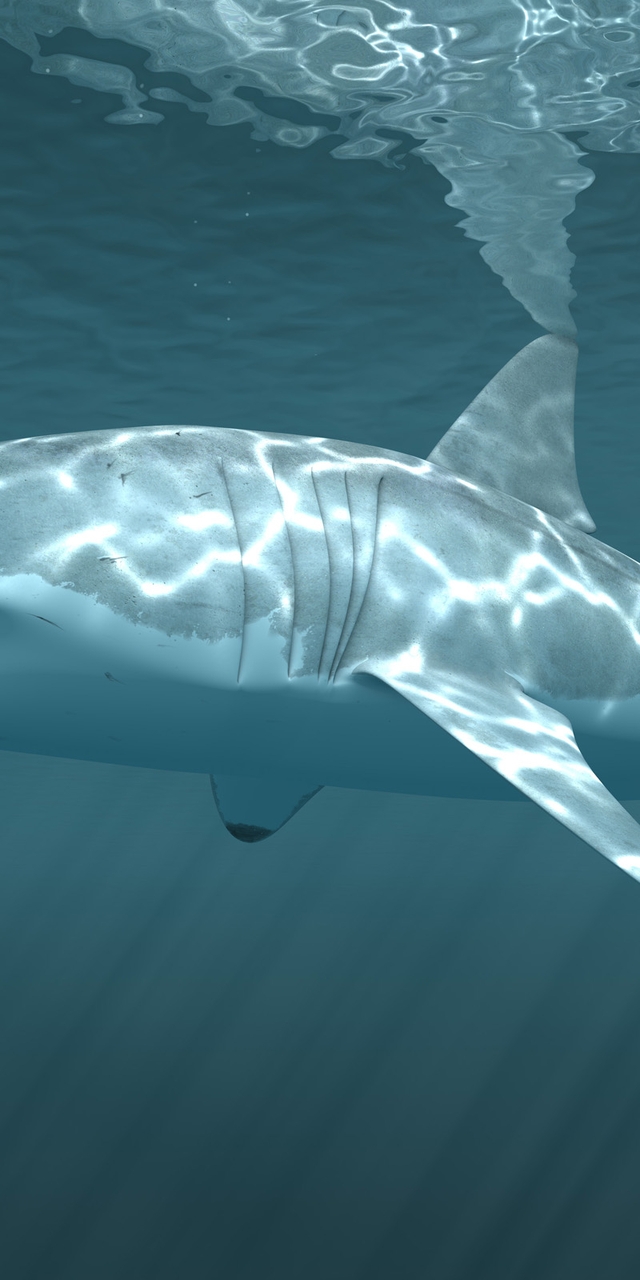 Image: Shark, white, fin, surface, fish, predator, glare