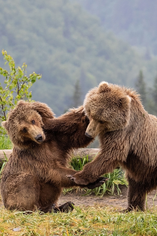 Image: Brown, bear, two, pair, fight, forest, grass, trees
