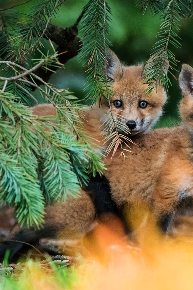 Image: Little fox, pine, spruce, look out