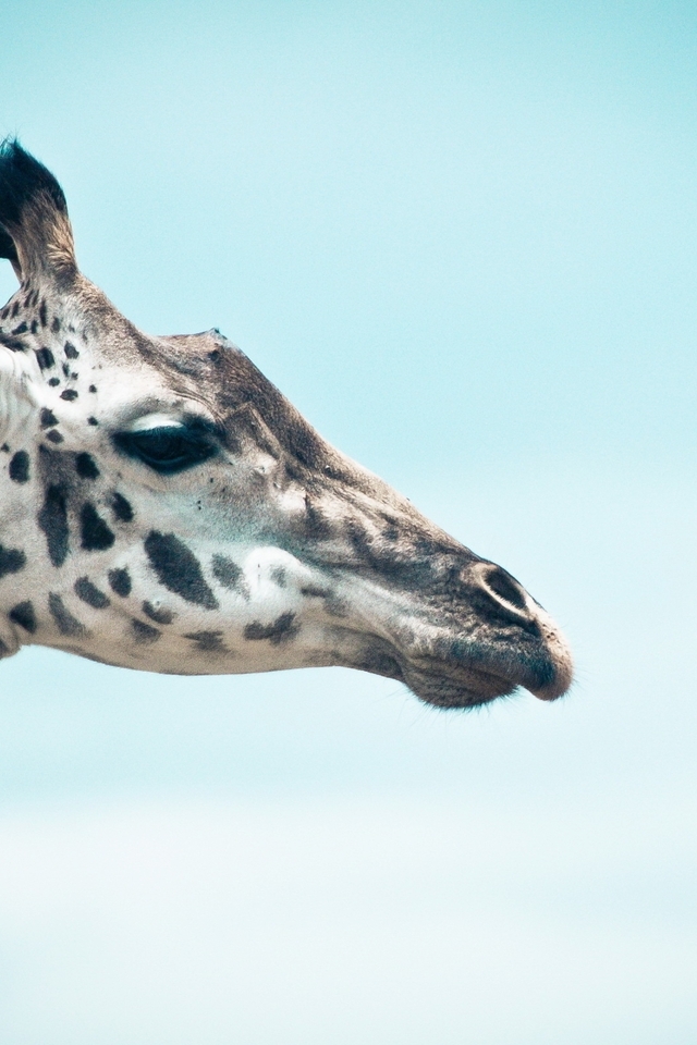Image: Giraffe, head, neck, spots, eyes, profile, sky