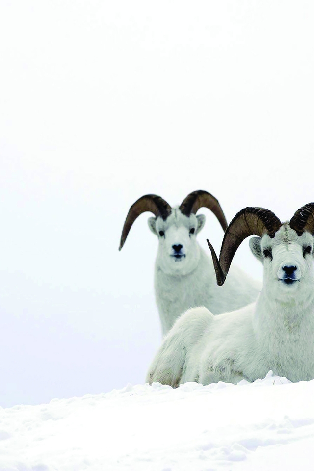 Image: Sheep, horns, mountain, snow
