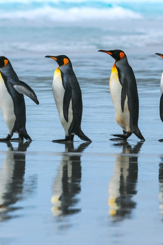 Картинка: Королевский пингвин, идут, пятеро, отражение, окрас, яркий, океан