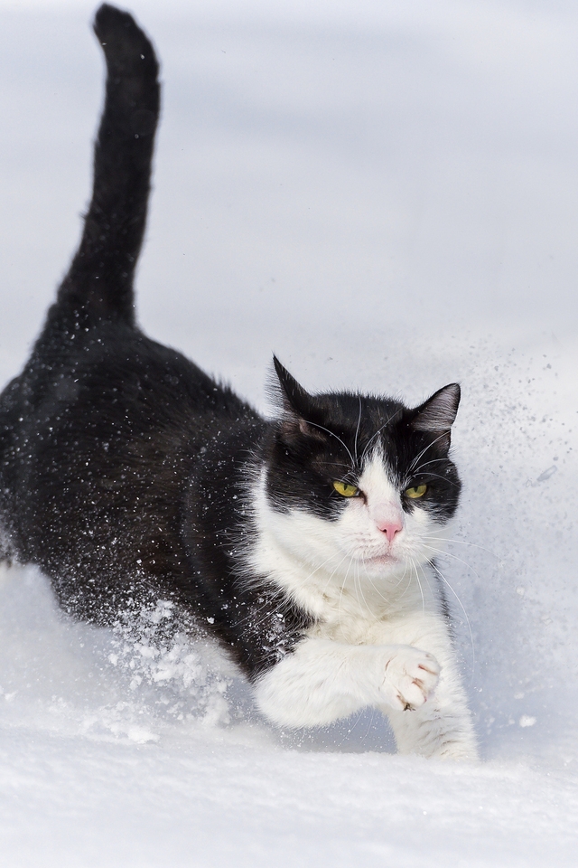 Картинка: Кот, кошка, пушистый, чёрно-белый, бежит, снег, зима