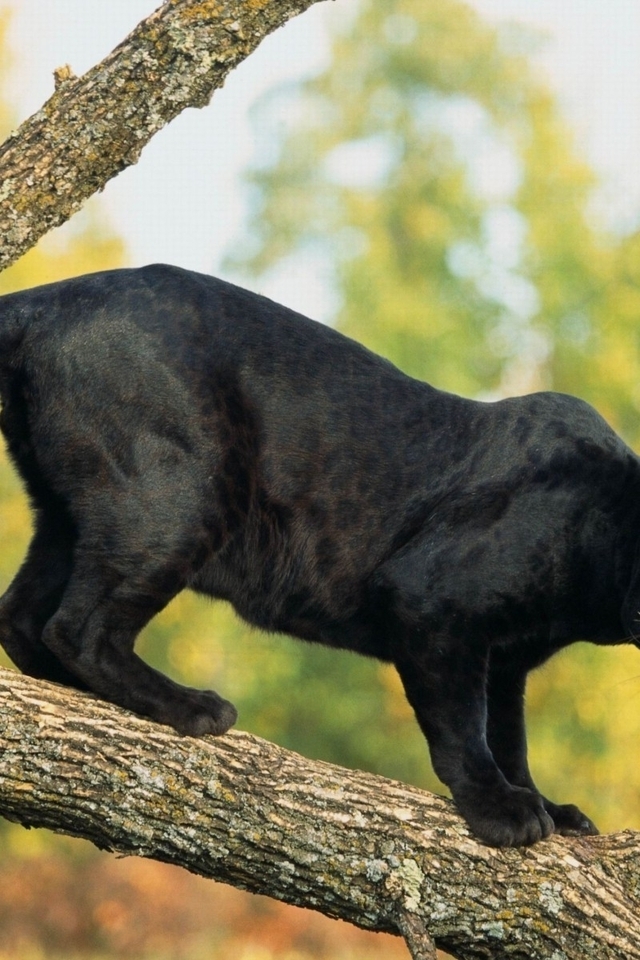 Картинка: Пантера, кошка, хищник, леопард, дерево, ствол, ветка, чёрный окрас