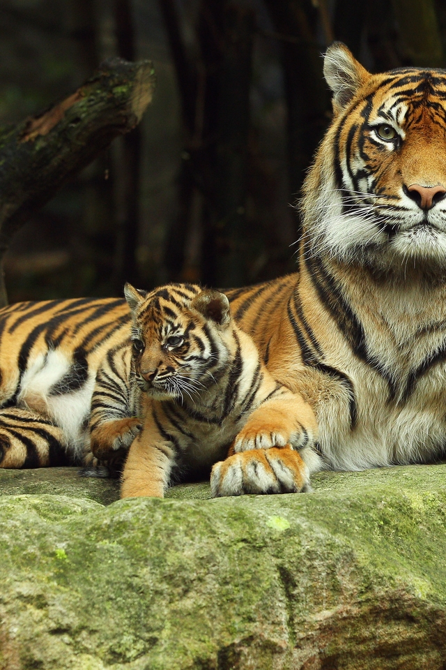 Картинка: Кошки, хищник, тигр, детёныш, отдыхают, камень, зелень