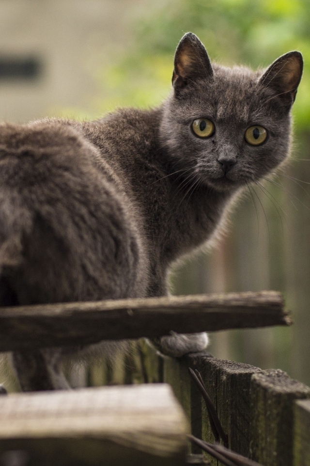 Image: Cat, goes, looks, fence, looking back