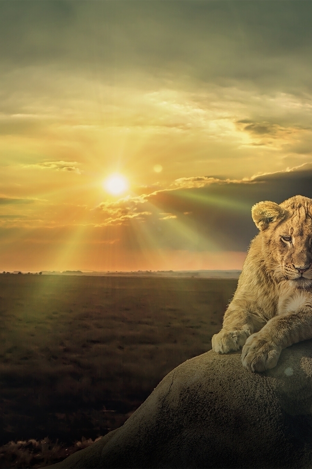 Image: Lion, stone, lies, Savannah, shadow, sun, sunset