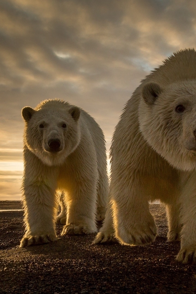 Image: Sunset, Bears, Family