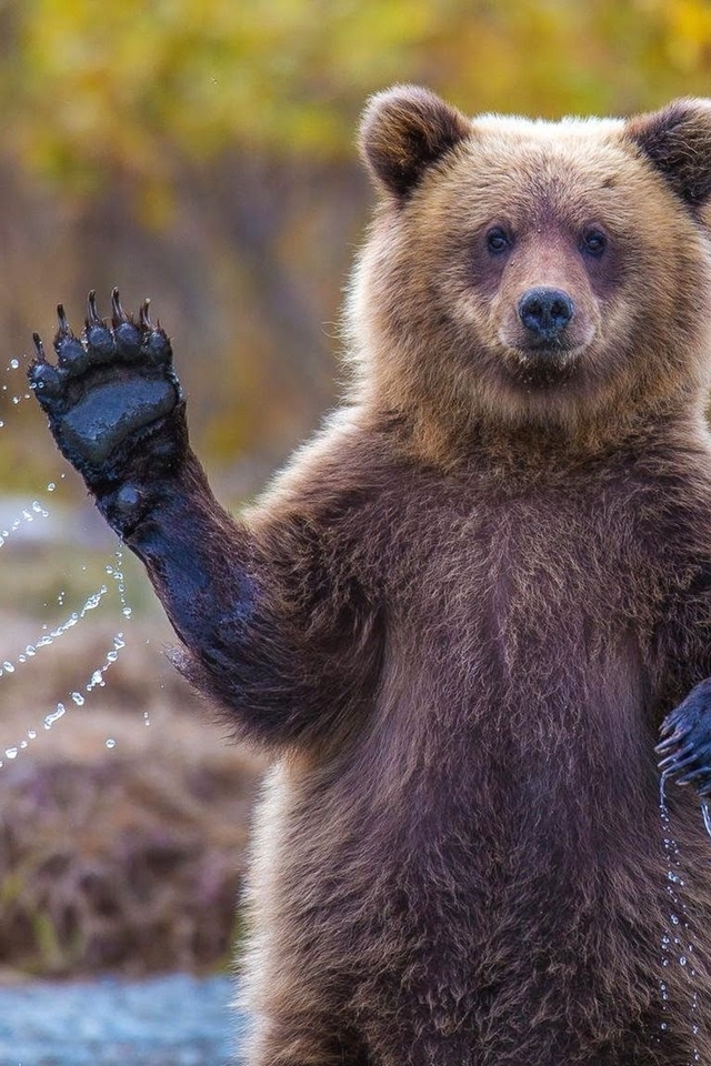 Картинка: Медведь, Гризли, Аляска, мех, лапы, хищник, привет, капли, брызги, вода