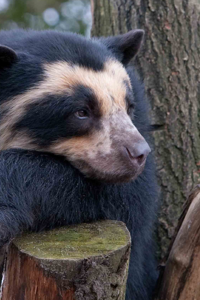 Image: Spectacled bear, predator, face, color, wood