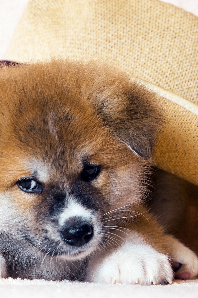 Image: Puppy, hat, face, ears, nose, eyes, paws, fur, Wallpaper