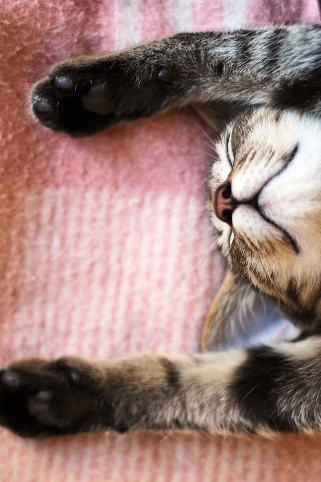 Картинка: Кошка, морда, спит, лапы, вверх, одеяло