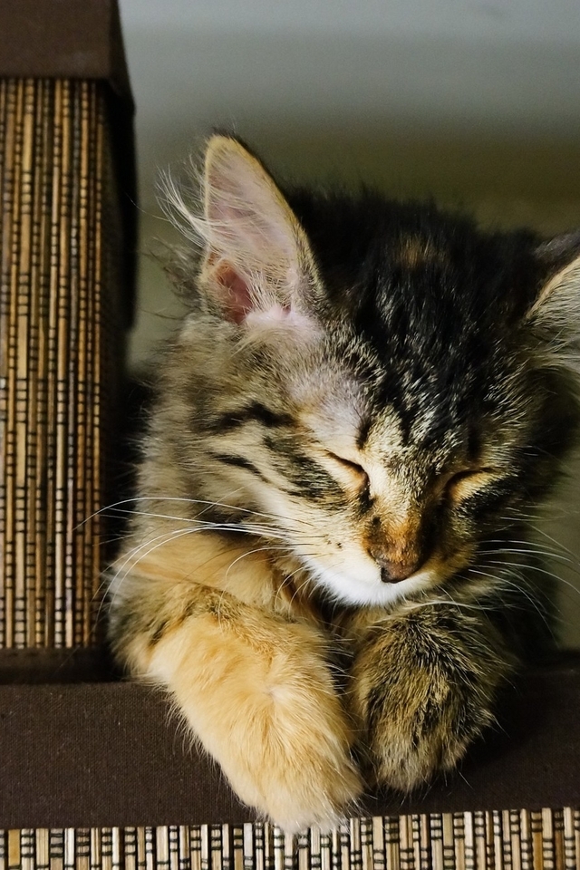 Картинка: Котёнок, отдых, сон, листья