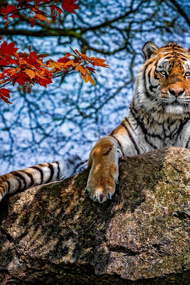 Image: Tiger, cat, predator, stone, rest, branches, trees, leaves