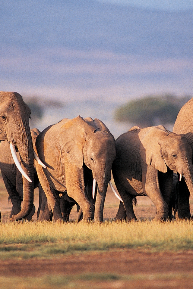 Image: Elephants, family, savannah, field, Africa