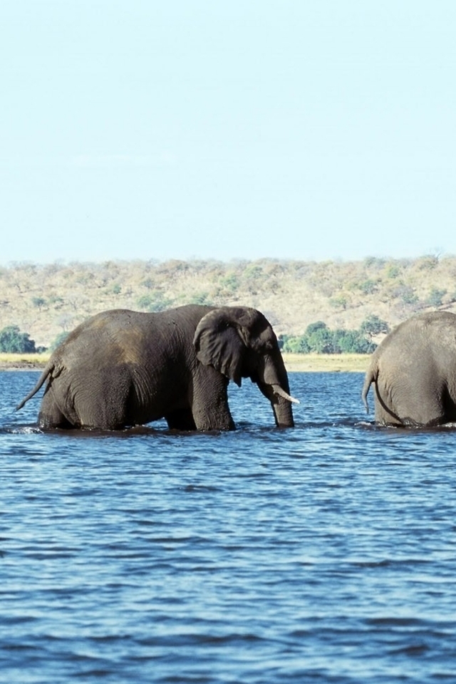 Картинка: Слоны, река, семья