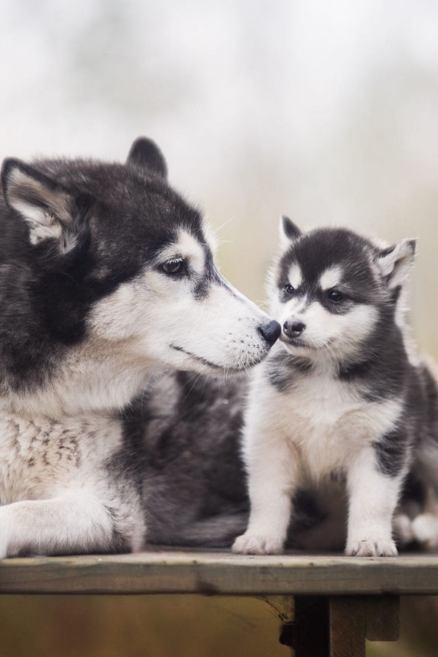 Image: Husky, dog, breed, baby, puppy, mommy, shop
