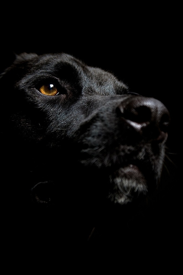 Картинка: Лабрадор, собака, чёрный, фон, морда, нос