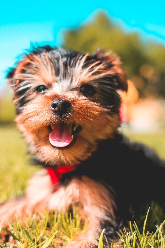 Картинка: Йоркширский терьер, порода, собака, щенок, трава, лужайка, солнечные лучи, лето