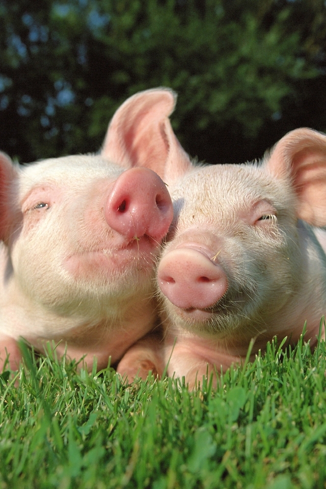 Image: Pair, pig, pigs, pink, glade, grass, green, grow soft, the sun