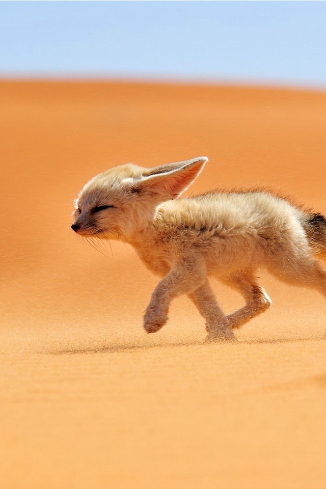 Image: Fennec, fox, animal, desert, eared