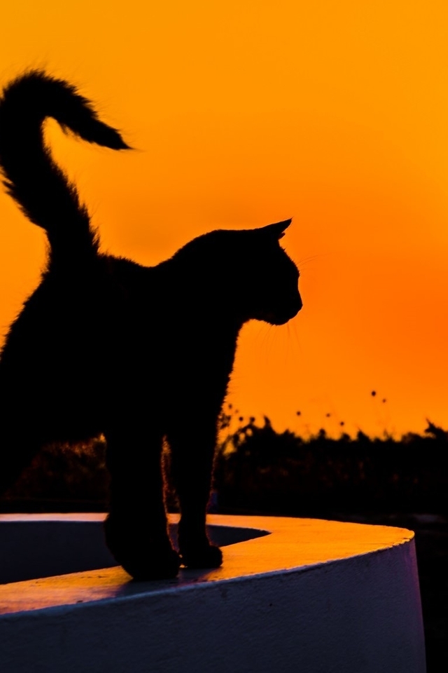 Image: Cat, silhouette, evening, sunset, sun