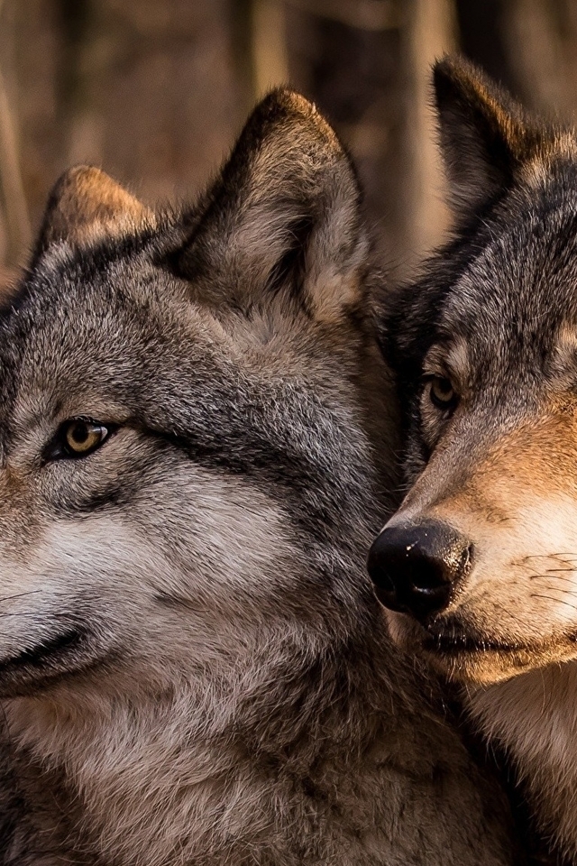 Картинка: волки, пара, семья, волк, волчица