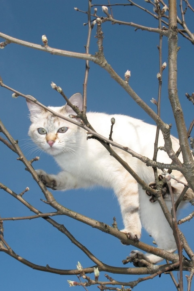 Image: Cat, white, tree, pussy willow, buds, sky, height