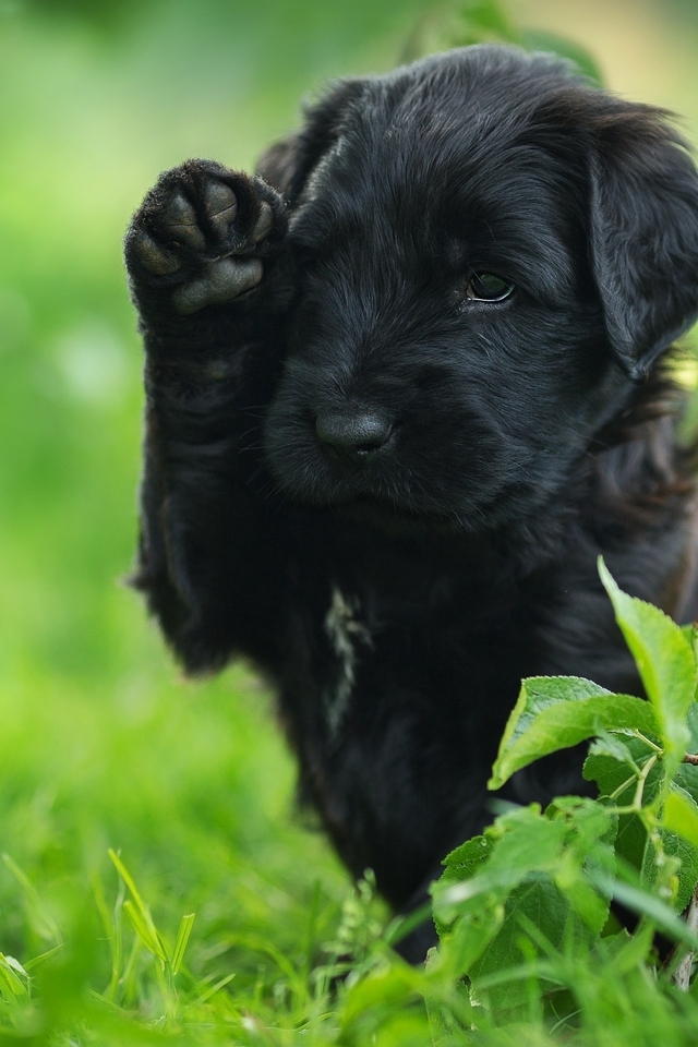 Image: Puppy, dog, muzzle, black, color, foot, greens, grass, summer