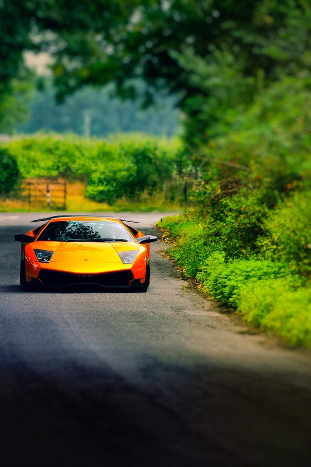 Картинка: Lamborghini, Murcielago, оранжевый, дорога, деревья