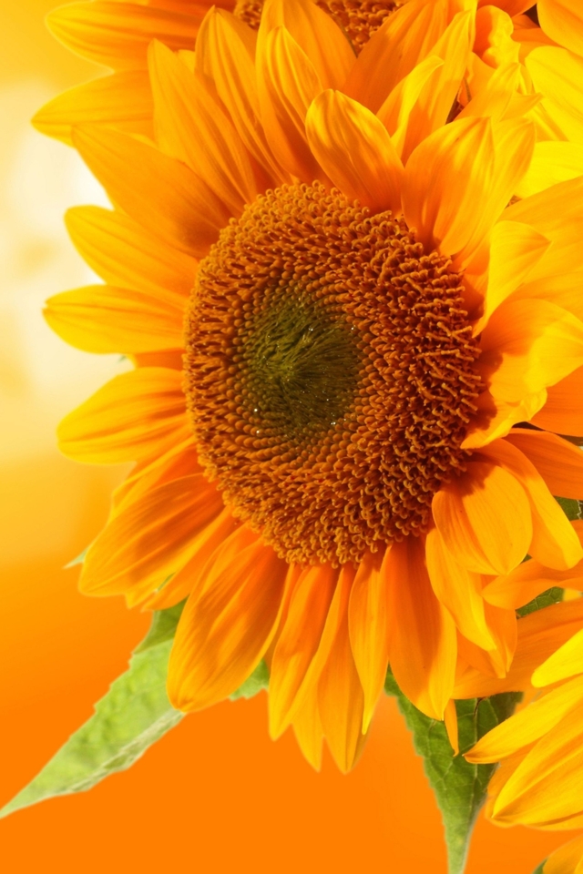 Image: Sunflower, flowers, yellow, bokeh, background