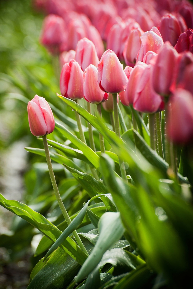 Image: Tulips, pink, leaves, drops, stems, field