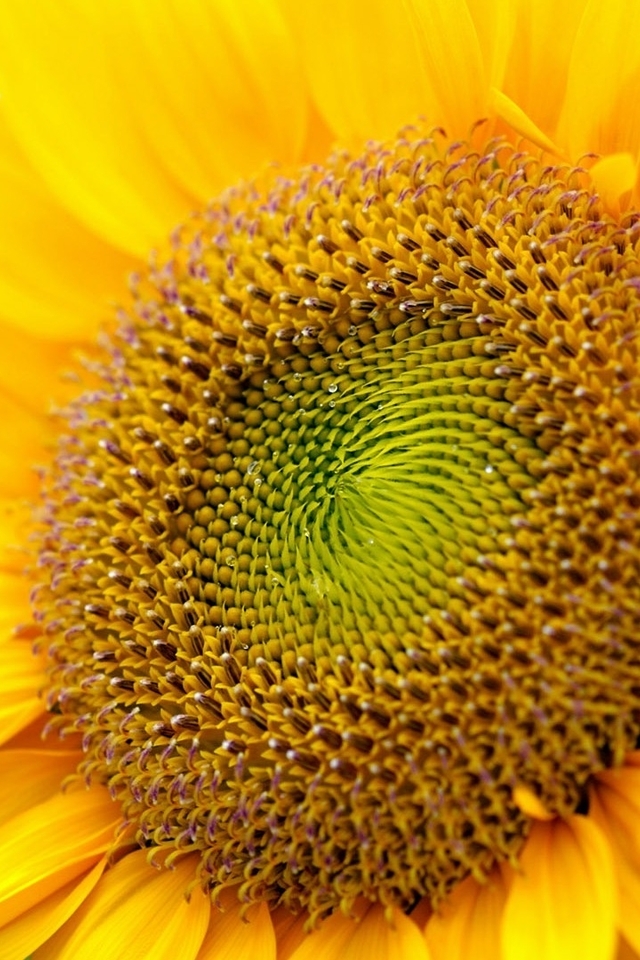Картинка: Подсолнух, жёлтый, семена, энергия, солнце