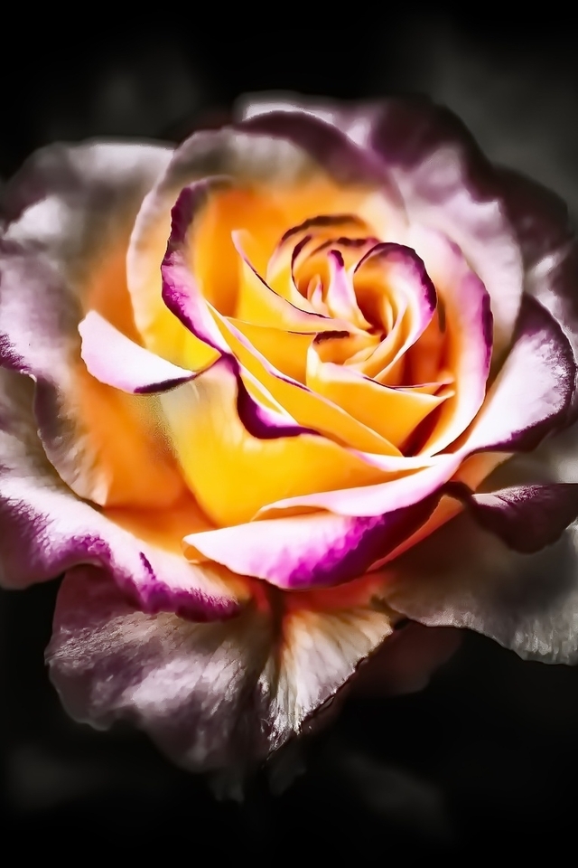 Картинка: Цветок, роза, лепестки