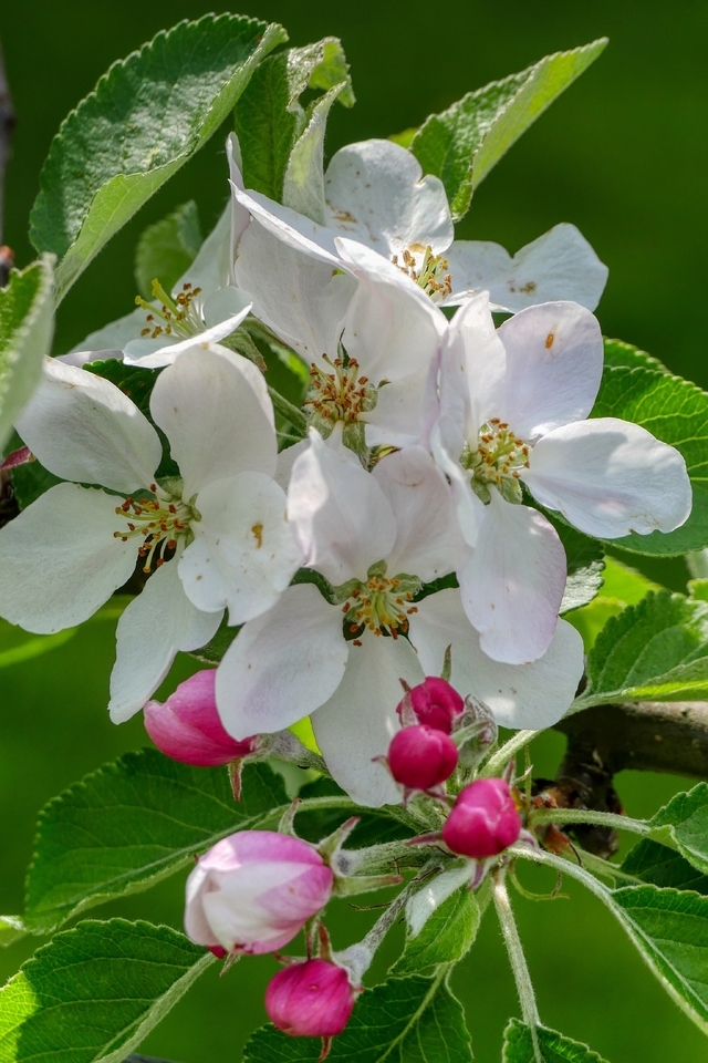 Image: Flowers, white, branch, leaves, green background