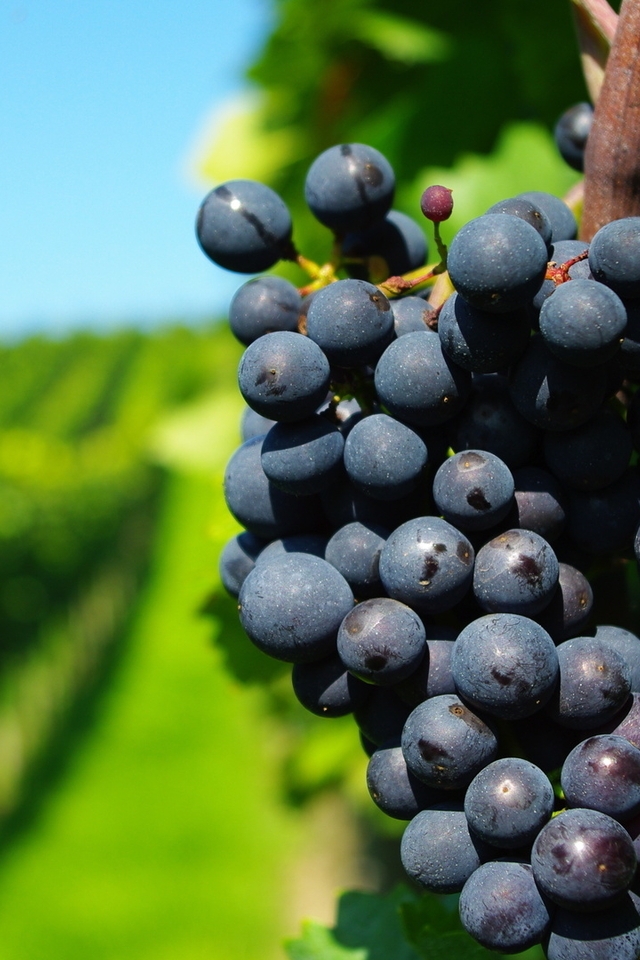 Image: Grapes, vine, bunch, fruit, vineyard, branches, greens, blurring