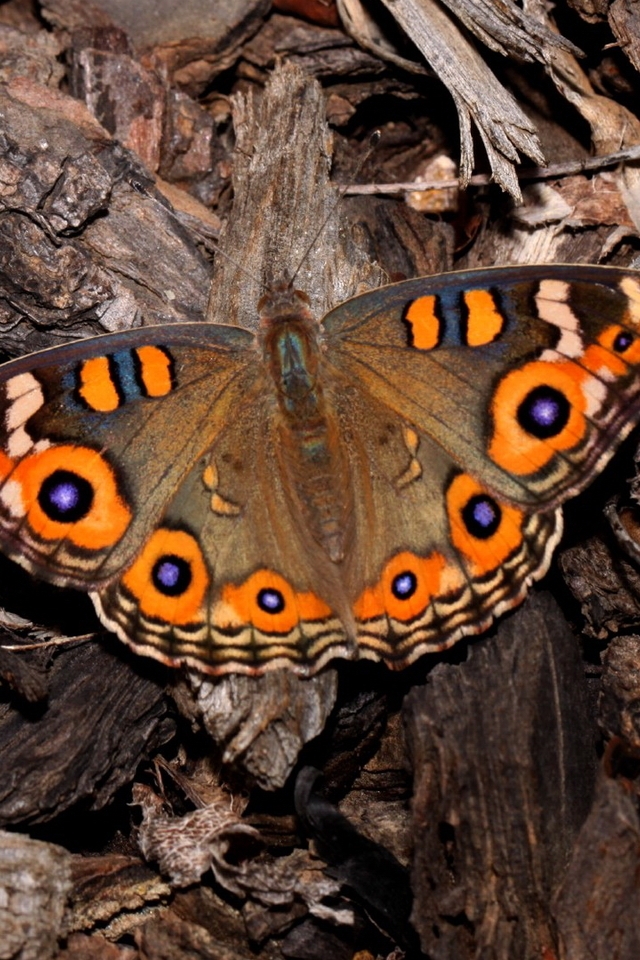 Картинка: Бабочка, крылья, древесина, дерево