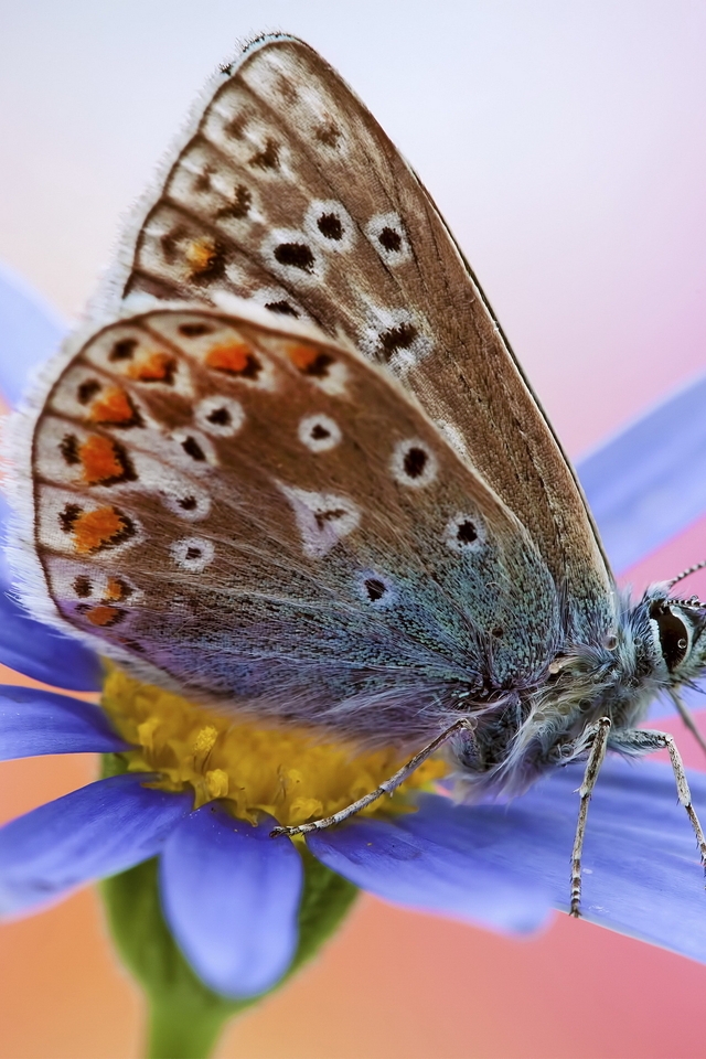 Картинка: Крылья, окрас, бабочка, цветок, лепестки, макро