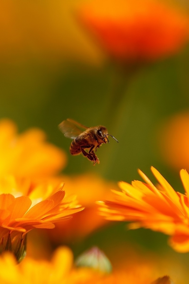 Картинка: Макро, пчела, летит, цветы, оранжевые