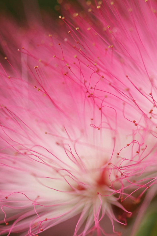 Image: Fluffy, pink, flower, acacia