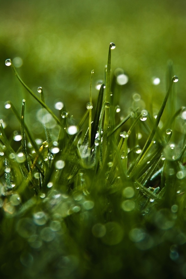 Image: Grass, green, drops, water, dew, glare