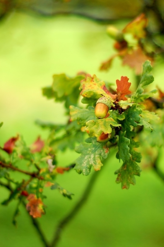 Image: Acorn, branch, oak, leaves, green, autumn