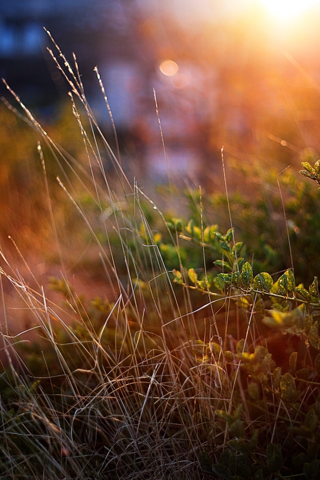 Image: Grass, plants, evening, rays, glare, light