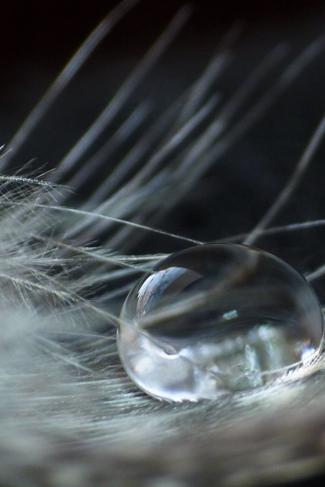 Image: Feather, water, drop, macro
