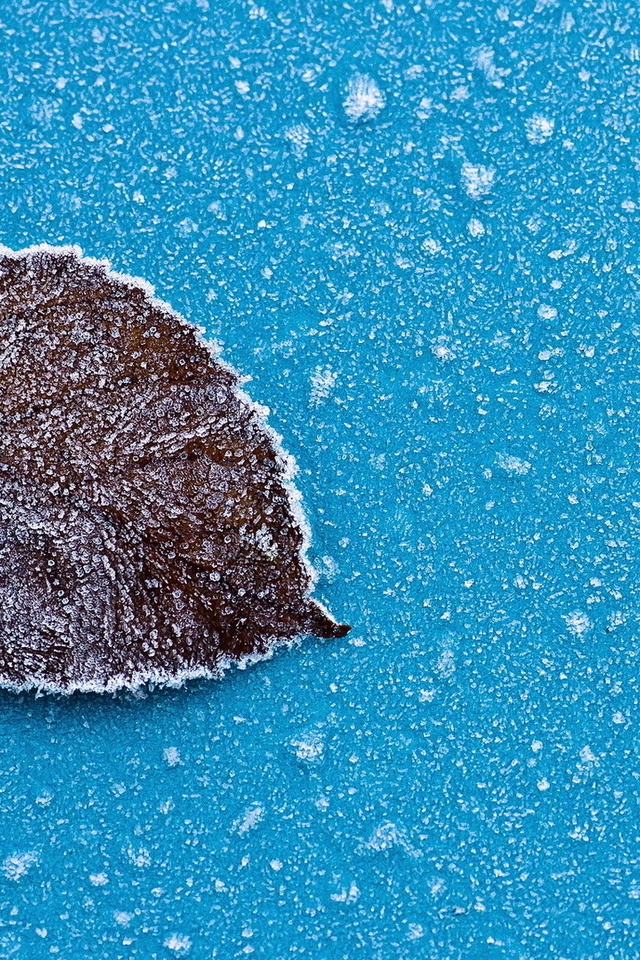 Image: Leaf, mist, drops, snow, frost, blue background